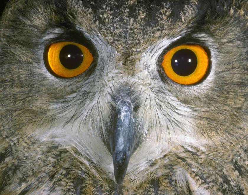 A close up of an Eagle Owl's face - its orange eyes stare straight out at the viewer